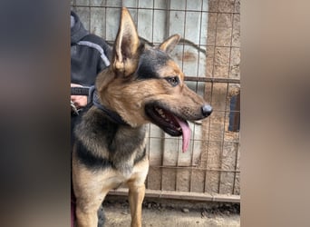 Jankó sucht das Abenteuer