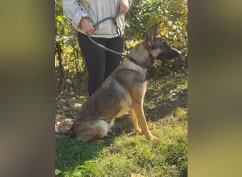 Albina sucht ein Zuhause voller Liebe