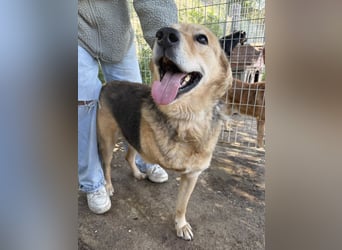 Jago - Pures Glück auf 3 Beinen