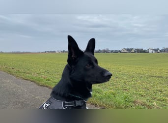 COOPER ❤️ sensibler Schäferhund, Pflegefamilie Köln