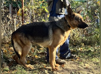 Vanilla - Muss sie diesen Winter wieder zittern?