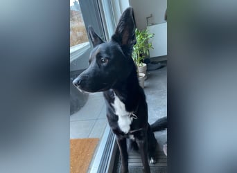 COOPER ❤️ sensibler Schäferhund, Pflegefamilie Köln