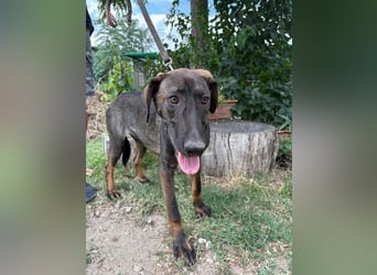 Valentino  sucht Liebe und Geborgenheit