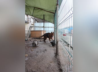 Notfell JACK, lieber Schäfi, Rüde, ca. 7 Jahre, ca. 60cm, Tierschutz Rumänien