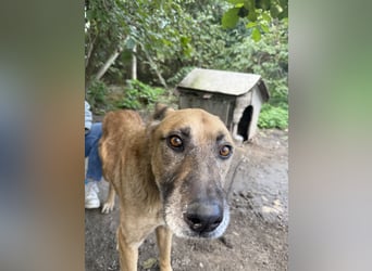 Füles - braucht dringend ein Zuhause!