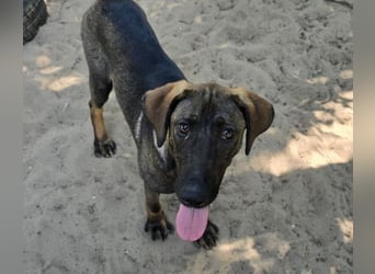 Valentino  sucht Liebe und Geborgenheit