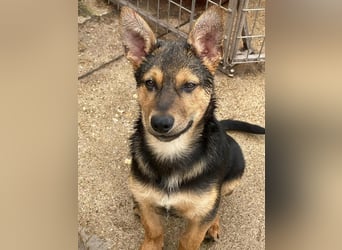 Jankó sucht das Abenteuer