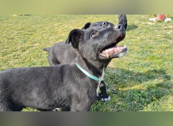 COOPER ❤️ sensibler Schäferhund, Pflegefamilie Köln