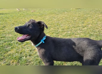 COOPER ❤️ sensibler Schäferhund, Pflegefamilie Köln
