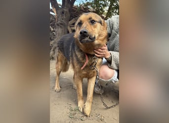 Berci - sympathischer Kerl sucht liebevolle Familie!!