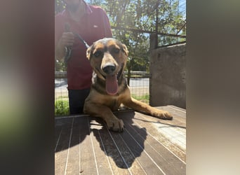 Jankó sucht das Abenteuer