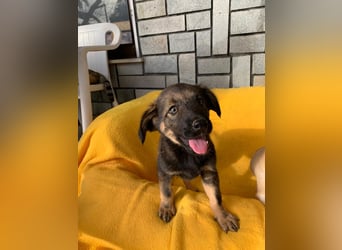 Zara – kleine Entdeckerin sucht ihr Zuhause