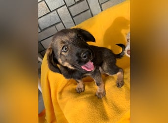 Zara – kleine Entdeckerin sucht ihr Zuhause
