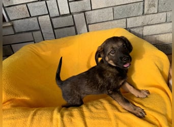 Zara – kleine Entdeckerin sucht ihr Zuhause