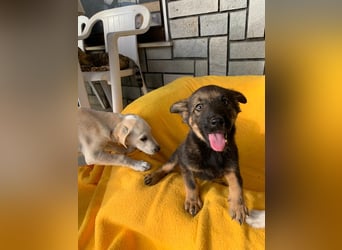 Zara – kleine Entdeckerin sucht ihr Zuhause