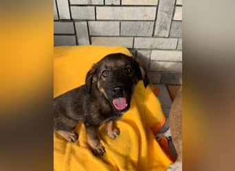 Zara – kleine Entdeckerin sucht ihr Zuhause