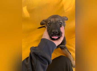 Zara – kleine Entdeckerin sucht ihr Zuhause