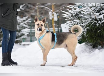 Kluger Cäser sucht liebevolles Zuhause