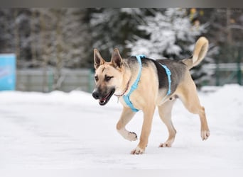Kluger Cäser sucht liebevolles Zuhause