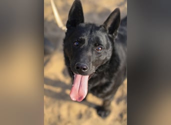 Kozma sucht Sportskanonen!
