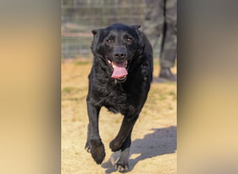 Kozma sucht Sportskanonen!
