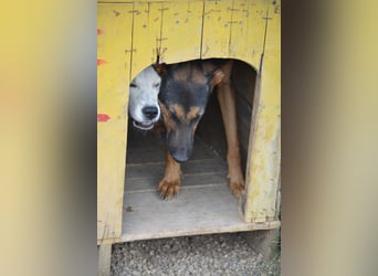 HELENE (II), ca. 2024 geboren, gut verträglich, noch sehr ängstlich