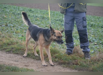 Endlich nicht mehr an der Kette leben müssen. Sehr lieber Rüde BAJTEK, ca. 2017/2018 geboren
