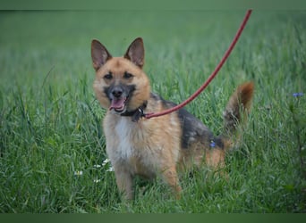 Hündin "Nutka", ca. 2023 geboren, ruhig, zurückhaltend, sucht Menschen mit Hundeverstand