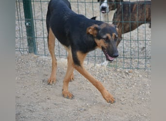 HELENE (II), ca. 2024 geboren, gut verträglich, noch sehr ängstlich