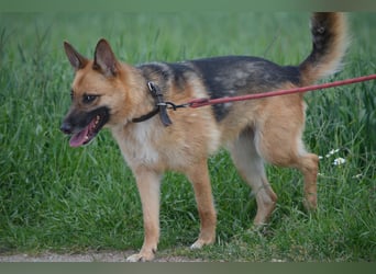 Hündin "Nutka", ca. 2023 geboren, ruhig, zurückhaltend, sucht Menschen mit Hundeverstand
