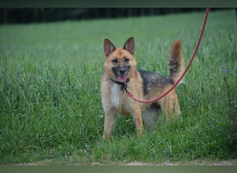 Hündin "Nutka", ca. 2023 geboren, ruhig, zurückhaltend, sucht Menschen mit Hundeverstand