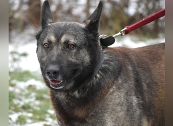 Loki“ (geb. 11.06.2021), sehr lieb, sucht ein neues Zuhause.