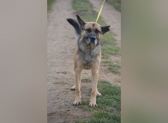 Endlich nicht mehr an der Kette leben müssen. Sehr lieber Rüde BAJTEK, ca. 2017/2018 geboren