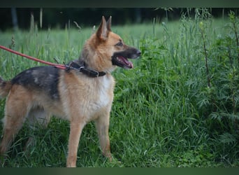 Hündin "Nutka", ca. 2023 geboren, ruhig, zurückhaltend, sucht Menschen mit Hundeverstand