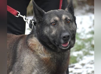 Loki“ (geb. 11.06.2021), sehr lieb, sucht ein neues Zuhause.