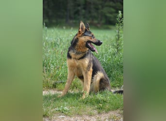 "Gracja", ca. 2023 geboren, voller Lebensfreude, gut verträglich, mag Kinder