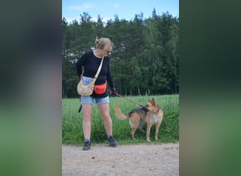 Hündin "Nutka", ca. 2023 geboren, ruhig, zurückhaltend, sucht Menschen mit Hundeverstand