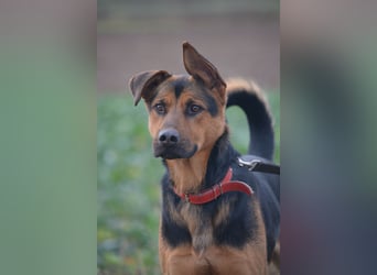 Ein Freund für's Leben. Victor, ca. 2022/2023 geboren, voller Lebensfreude!