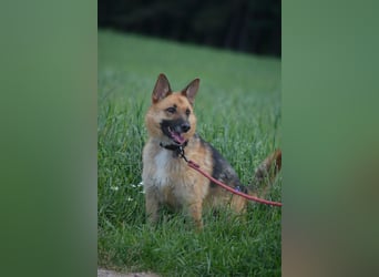 Hündin "Nutka", ca. 2023 geboren, ruhig, zurückhaltend, sucht Menschen mit Hundeverstand