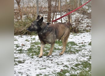 Loki“ (geb. 11.06.2021), sehr lieb, sucht ein neues Zuhause.