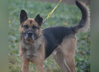 Endlich nicht mehr an der Kette leben müssen. Sehr lieber Rüde BAJTEK, ca. 2017/2018 geboren