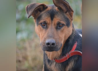 Ein Freund für's Leben. Victor, ca. 2022/2023 geboren, voller Lebensfreude!