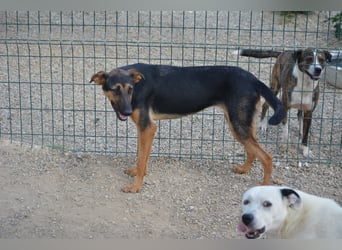 HELENE (II), ca. 2024 geboren, gut verträglich, noch sehr ängstlich