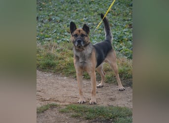 Endlich nicht mehr an der Kette leben müssen. Sehr lieber Rüde BAJTEK, ca. 2017/2018 geboren