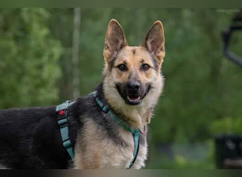 Zarte Mira sucht warmes Körbchen
