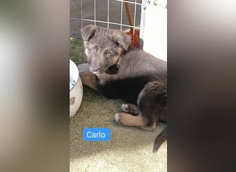 Nero - Schäferhund-Mix