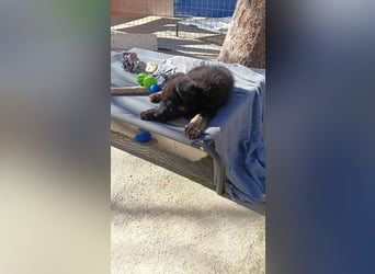 Nero - Schäferhund-Mix