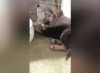 Nero - Schäferhund-Mix