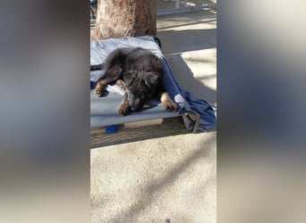 Nero - Schäferhund-Mix