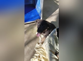 Nero - Schäferhund-Mix